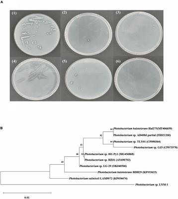 Antioxidant properties of water-soluble polysaccharides prepared by co-culture fermentation of straw and shrimp shell